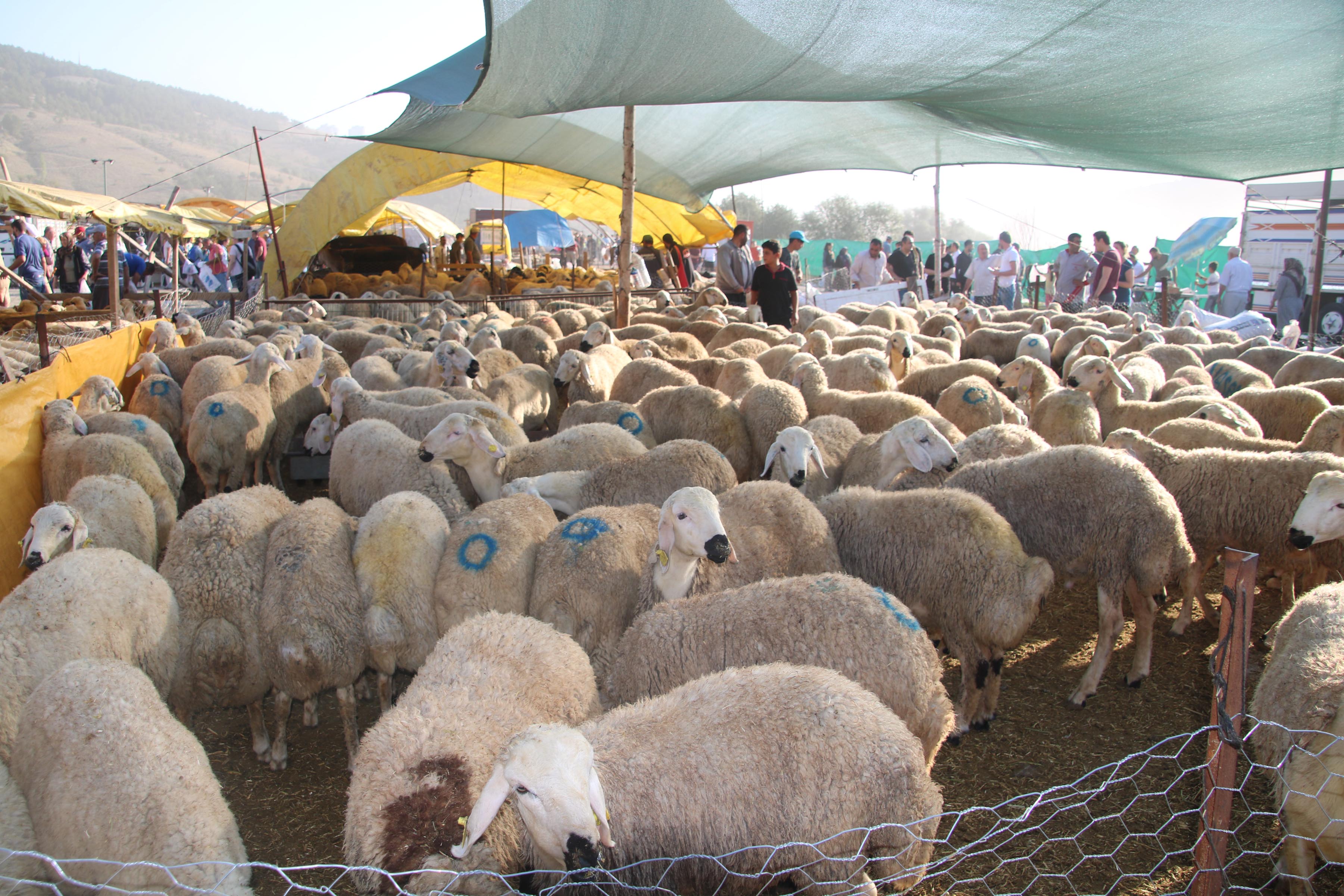 kalecikte-kurban-satis-alani-belli-oldu (2)