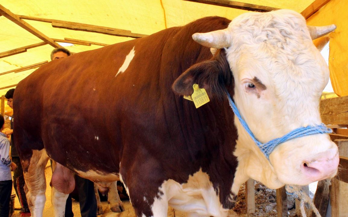 Mamak’ta kurban satış yerleri belli oldu! (2)