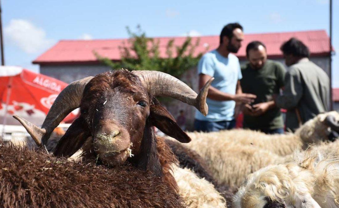 Polatlı’da kurban satış yeri belli oldu (2)