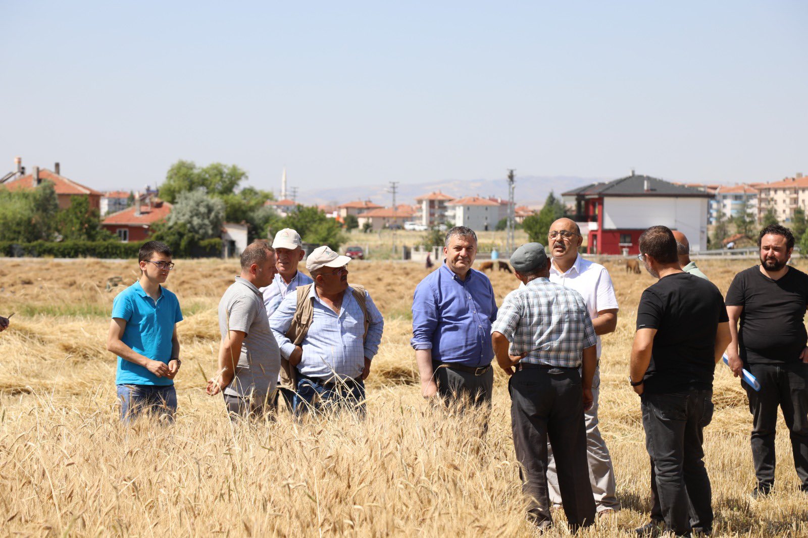 Çubuk ovasında hasat zamanı başladı-1