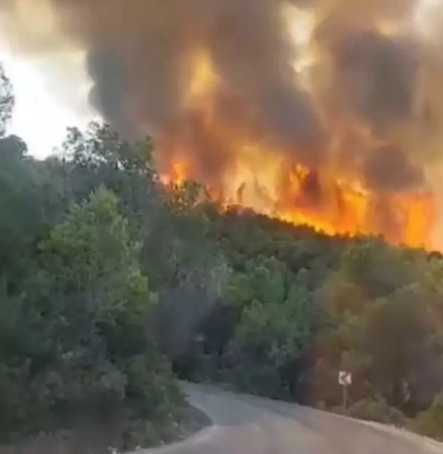 Yaz kabusu başladı! Muğla'da orman yangını.. (2)