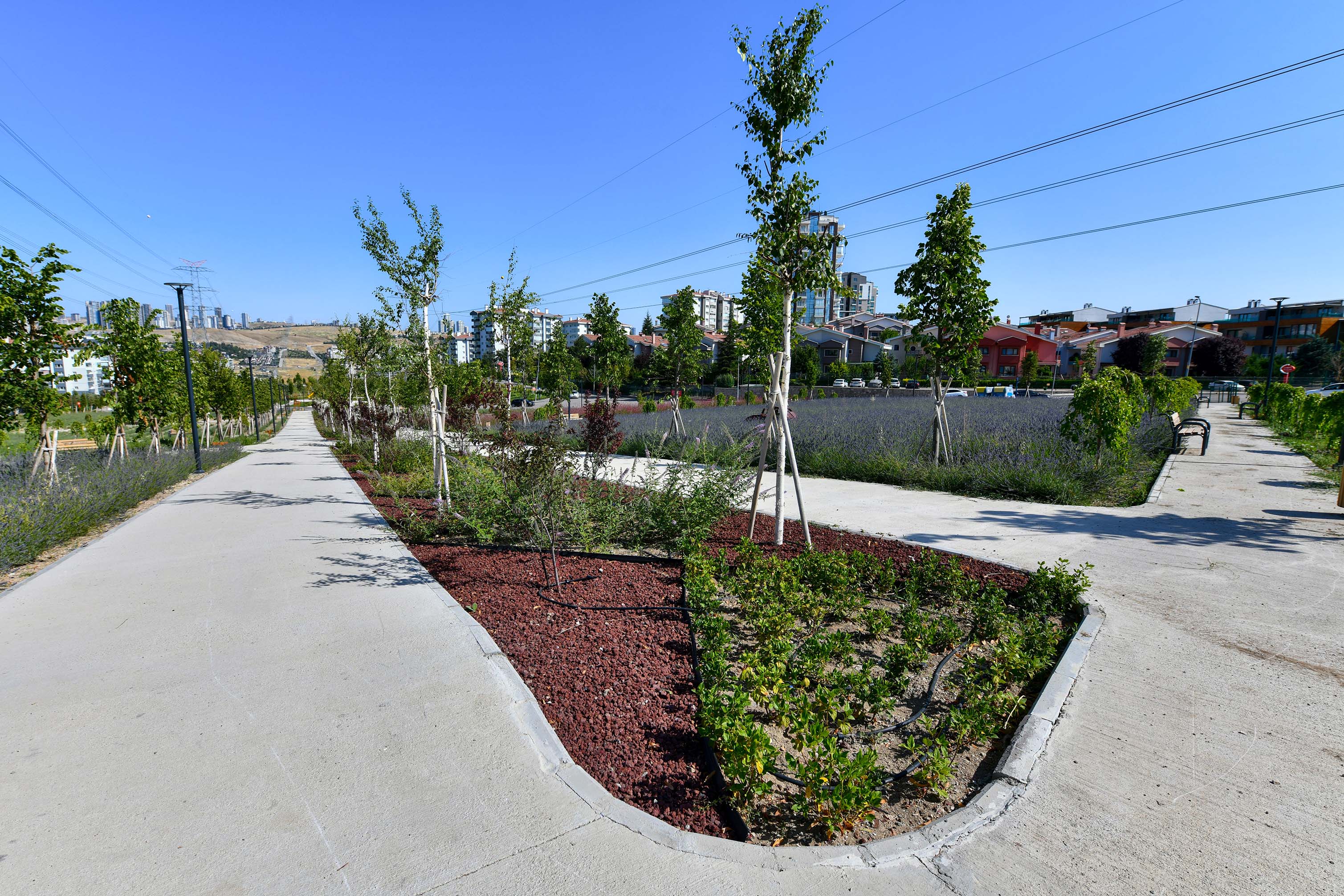 Başkent rengârenk Lavanta Parkı açıldı (3)
