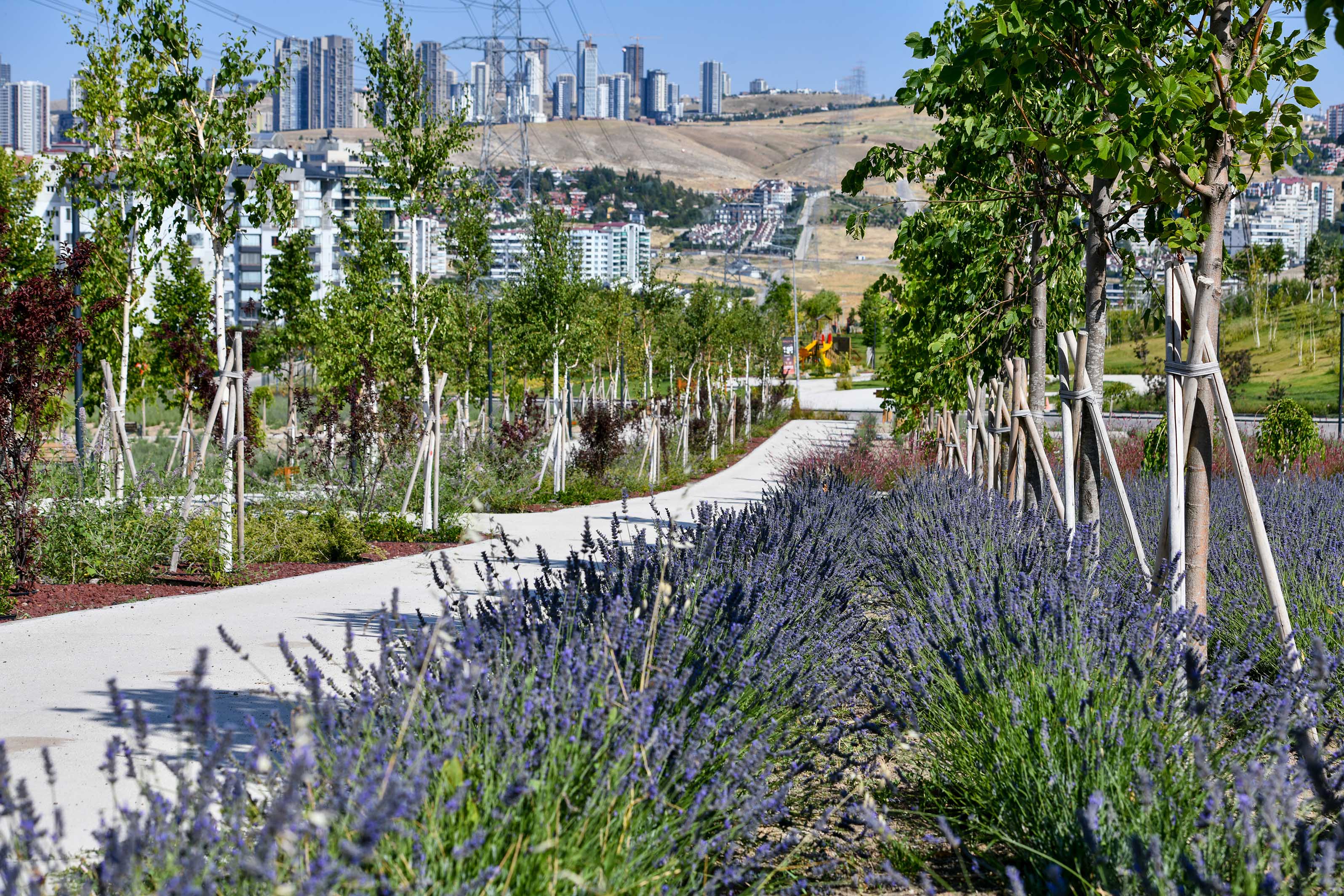 Başkent rengârenk Lavanta Parkı açıldı (4)