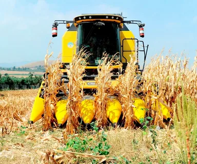 Beklenen açıklama geldi... TMO mısır alım fiyatını açıkladı!-1