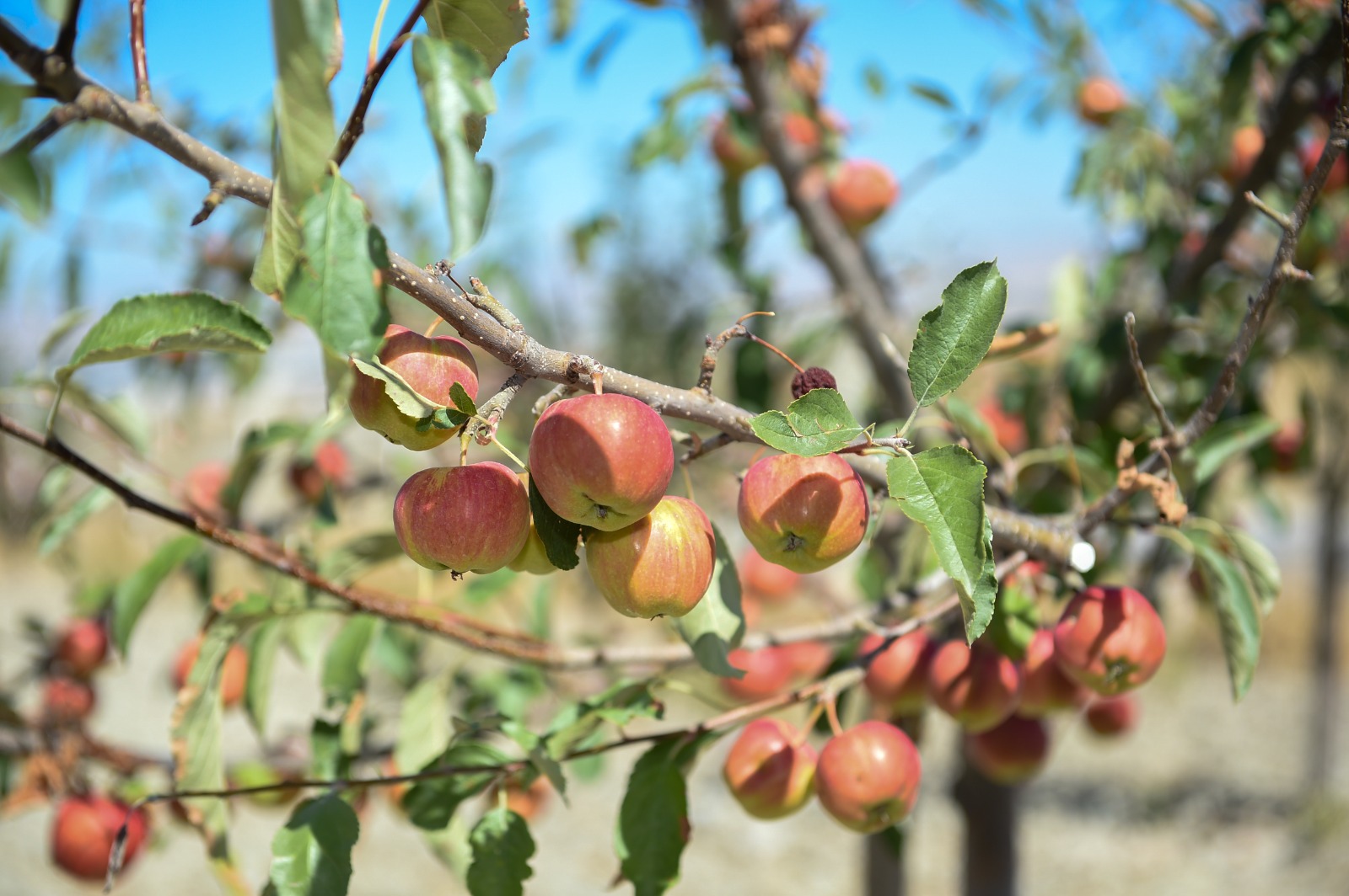 Altındağ'ın meyve ormanında bereketli hasat  (2)