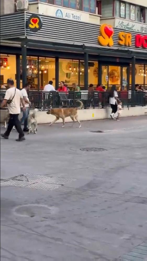 Ankara'da sokak köpekleri korkuya sebep oldu... Anne ve kızın etrafını çevirdi-2