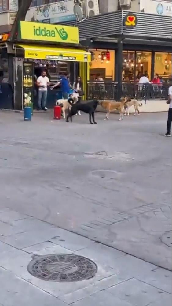 Ankara'da sokak köpekleri korkuya sebep oldu... Anne ve kızın etrafını çevirdi-3