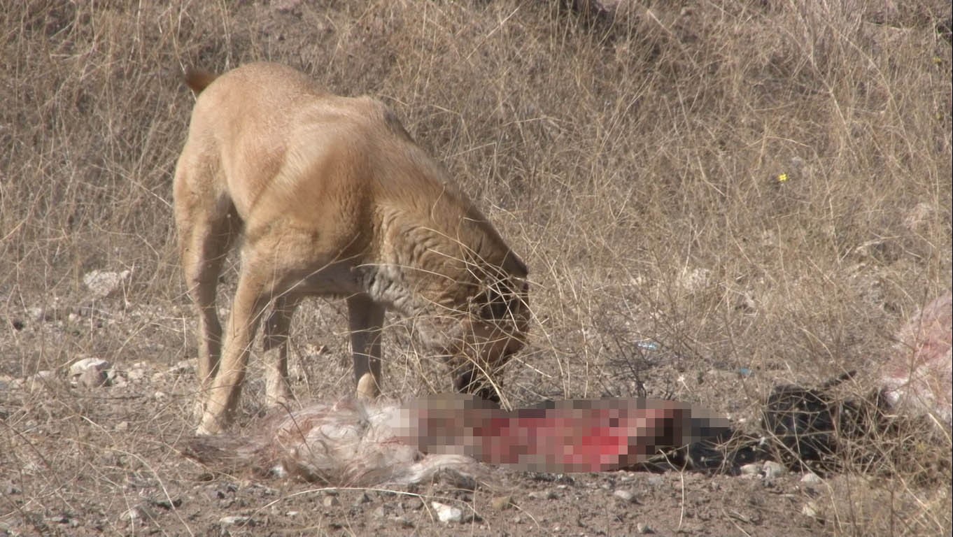 Başkent'te başıboş köpekler 50’den fazla küçükbaş hayvanı telef etti! (2)