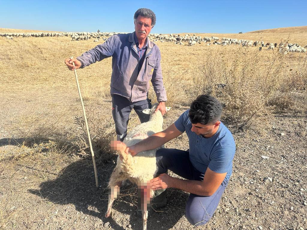 Başkent'te başıboş köpekler 50’den fazla küçükbaş hayvanı telef etti! (3)