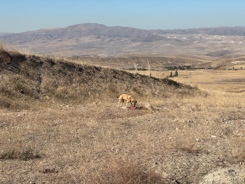 Başkent'te başıboş köpekler 50’den fazla küçükbaş hayvanı telef etti! (5)