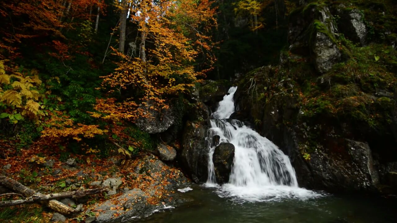 yenice ormanları-2