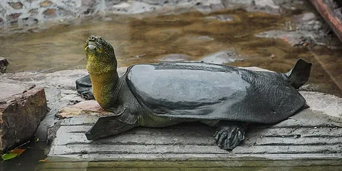 . Yangtze Dev Su Kaplumbağası (Rafetus