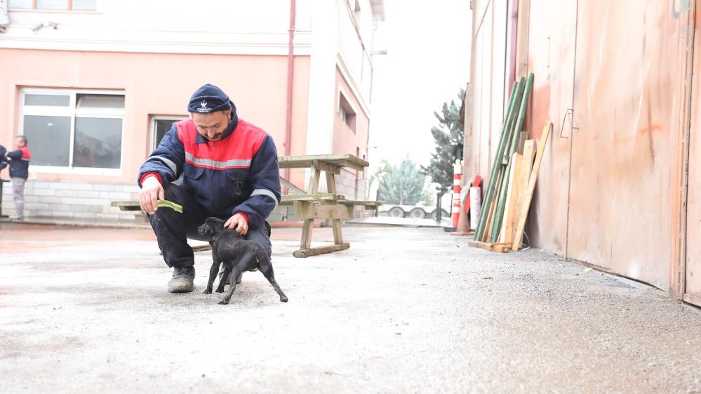 Yaralı köpek belediyenin maskotu oldu!-2