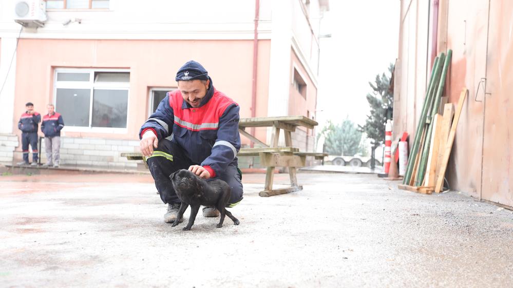 Yaralı köpek belediyenin maskotu oldu!-3