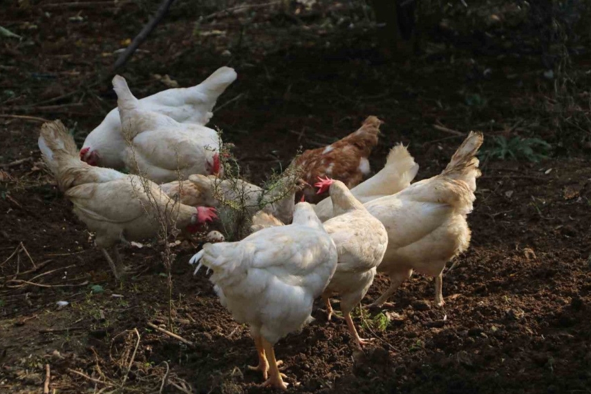 50'den fazla tavuğu kayboldu! Kamera taktırınca gerçek ortaya çıktı (3)