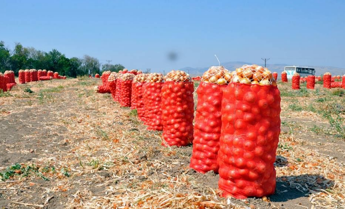 Polatlı Soğan Piyasasında Fiyat Dalgalanmaları Çiftçiler Endişeli, Tüketiciler Dikkatli (2)