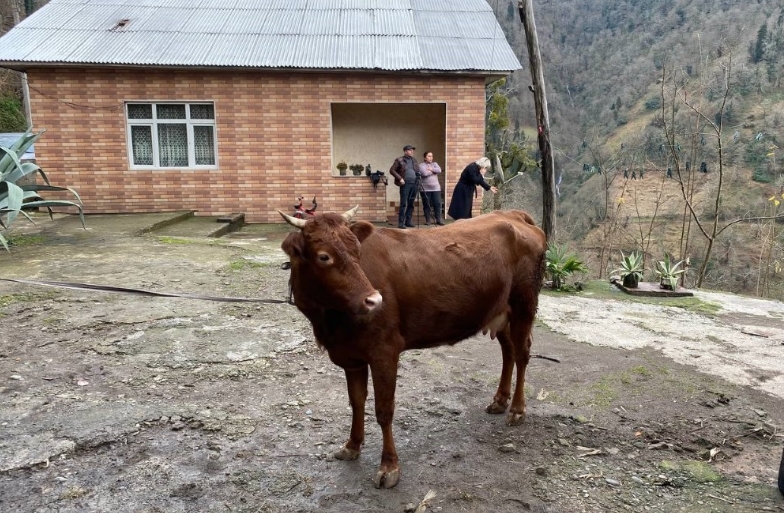 Türkiye Ve Gürcistan Arasındaki ‘Göçmen Inekler’ İki Köy Ortaklaşa Bakıyor (3)