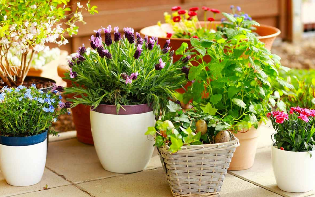 Evlerimizdeki Bazı Saksı Bitkileri Sağlığımıza Zarar Verebilir (1)