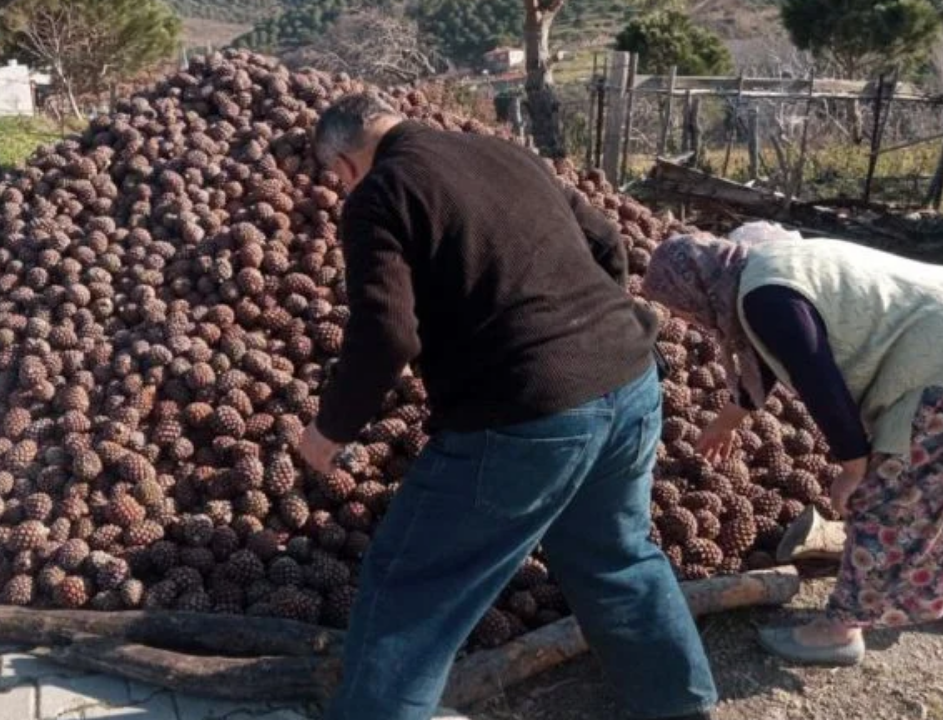 Fıstık Çamı Hasat (1)