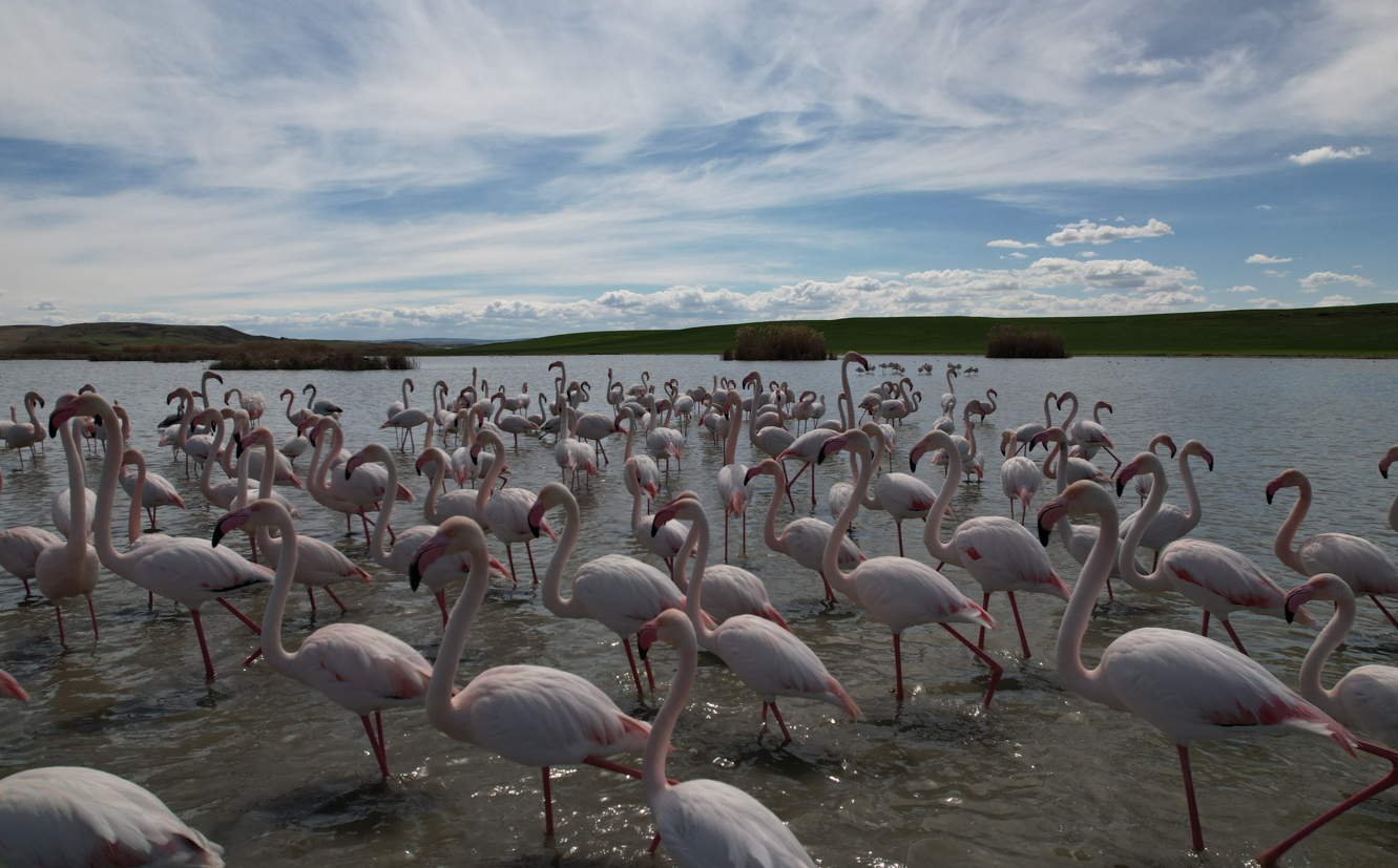 Ankara'nın Renkli Misafirleri Flamingolar (2)