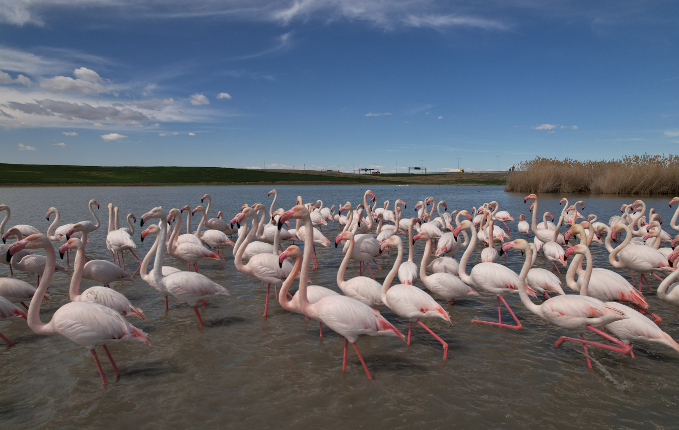 Ankara'nın Renkli Misafirleri Flamingolar (4)