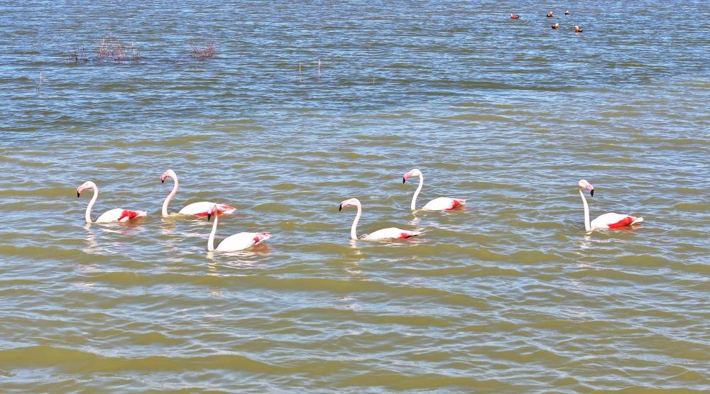 Gölbaşı'nın Yeni Misafirleri Flamingolar 2