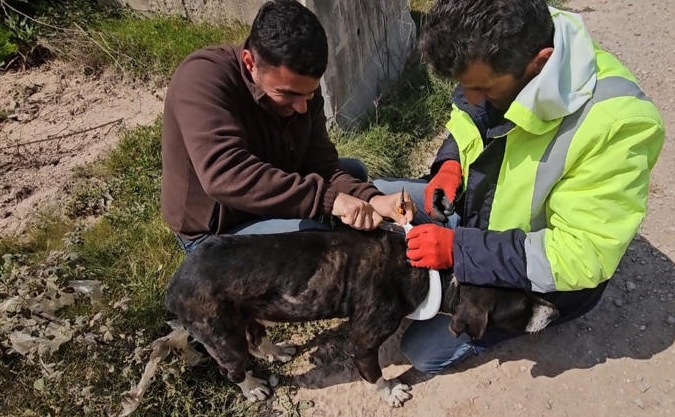 Onu Nereden Buldun Klozet Kapağına Sıkışan Köpeği Ekipler Kurtardı (2)