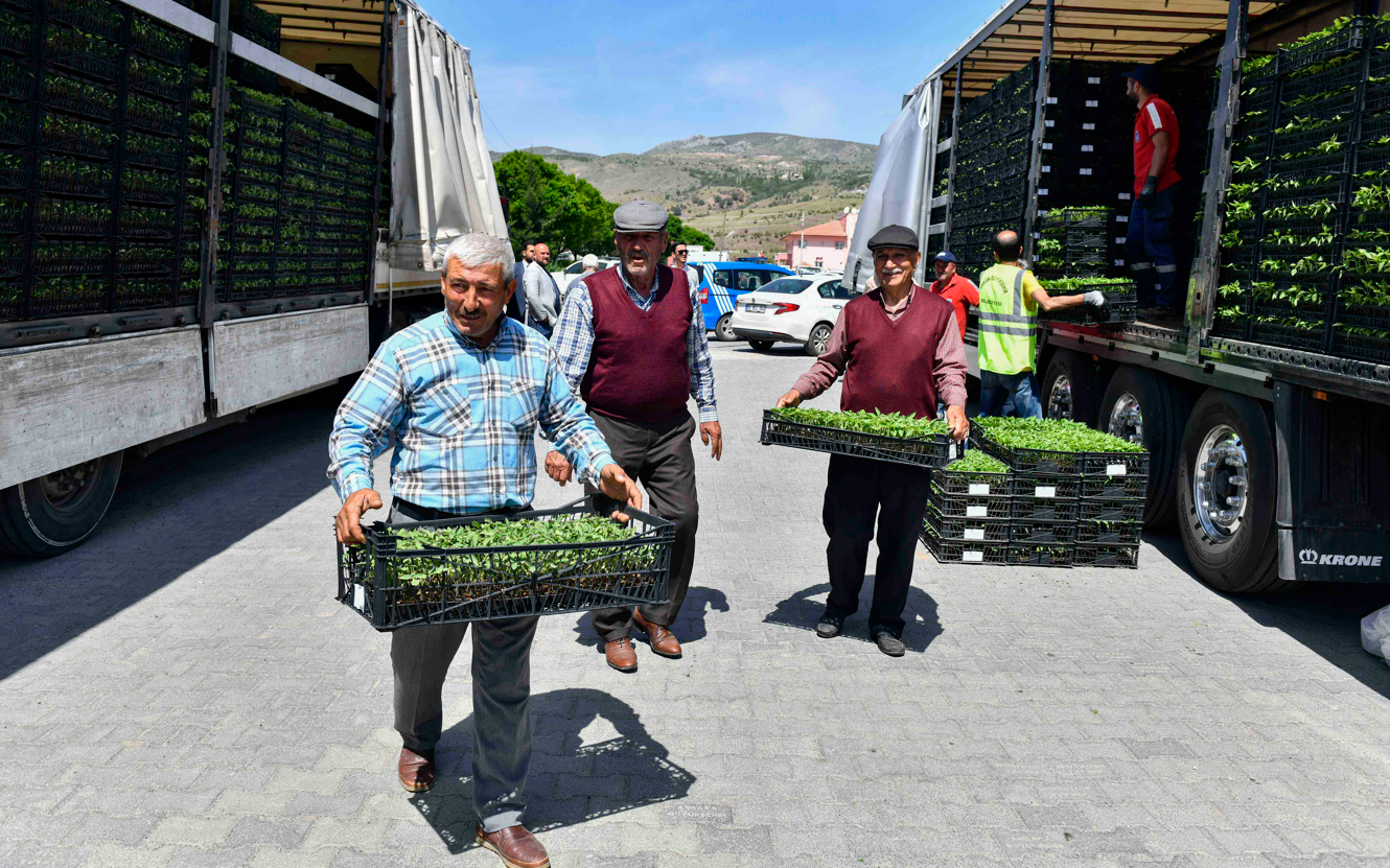 Ankara Büyükşehir Belediyesi’nin Sebze Fidesi Dağıtımı Tekrar Başladı (5)