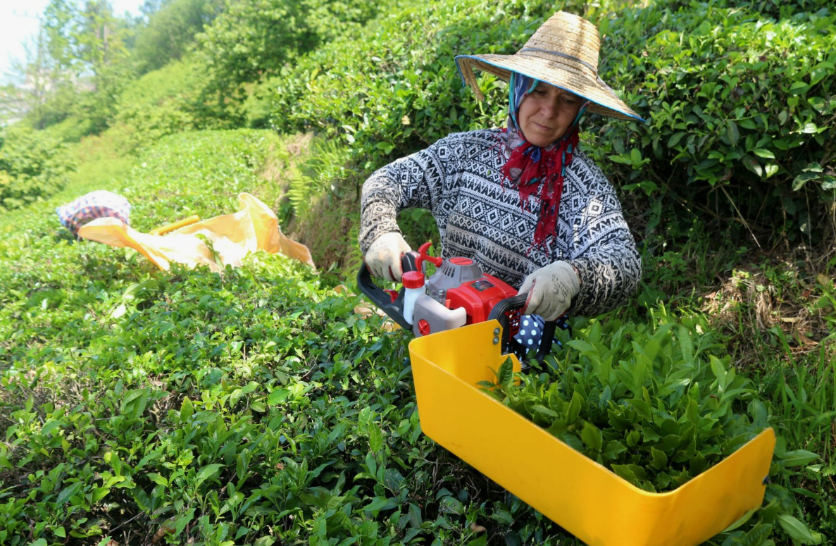 Çaykur'dan Üreticilere Uyarı Benzinli Motorlarla Çay Toplamak Yasak  (2)