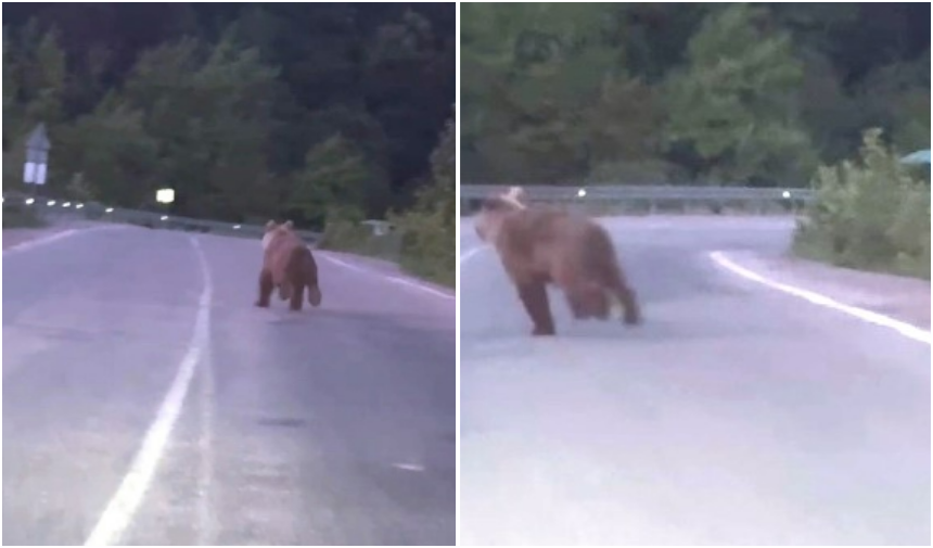 Otoyola Çıkan Ayı Sürücülere Korku Dolu Anlar Yaşattı