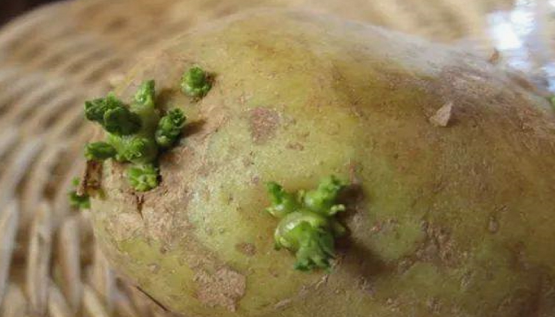 Patatesler 'Ölümcül Zehirli' Olabilir Mi İnternete Yayılan Bilgiler Kafa Karıştırdı (1)