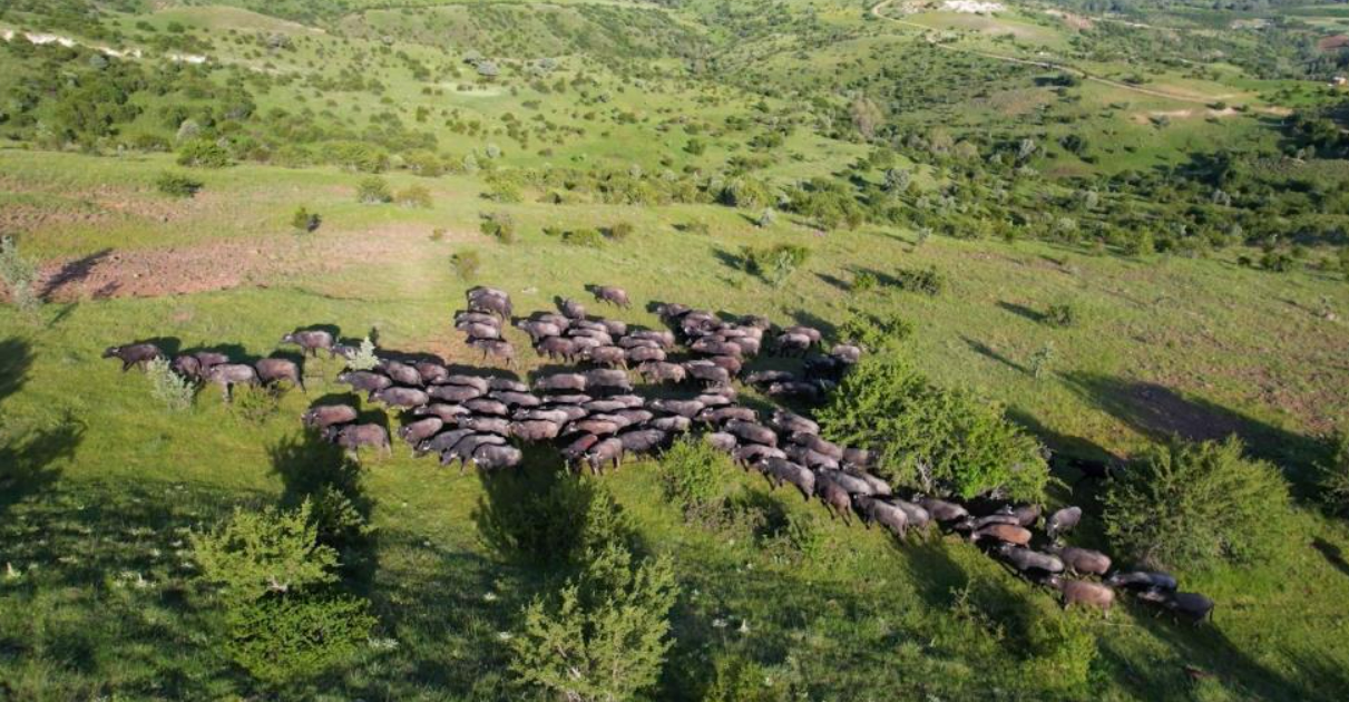 Ankara'da Manda Sürüsü Havadan Görüntülendi (2)