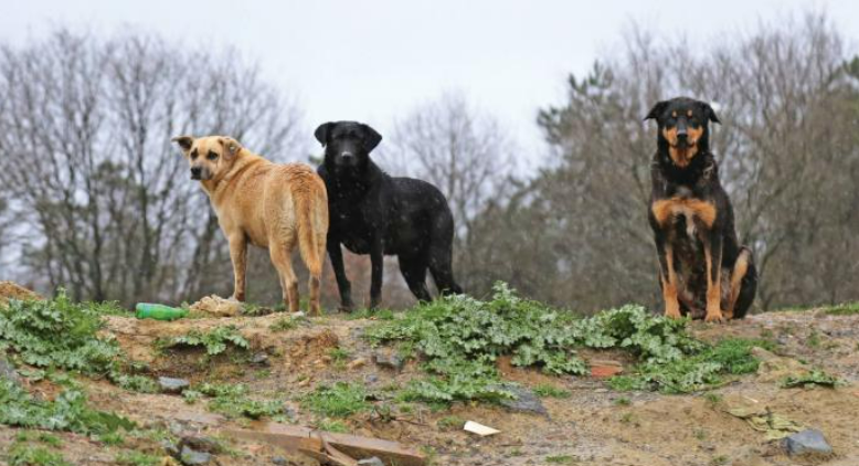 Ankaradaki Hastalıklı Köpekler Karantinaya Alındı