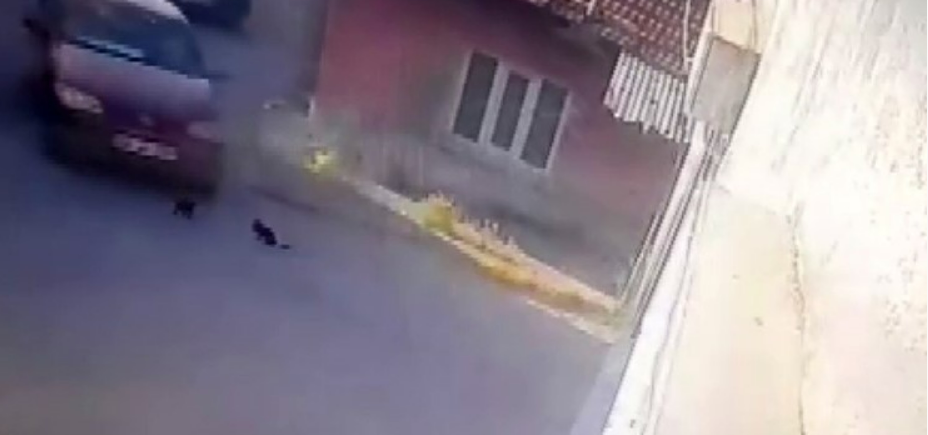 Aracıyla Yavru Kedileri Ezen Şahıs Yakalandı