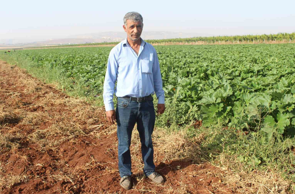 Deprem Yaralarının Sarıldığı Hatay’da, Kabak Hasadı Başladı (2)