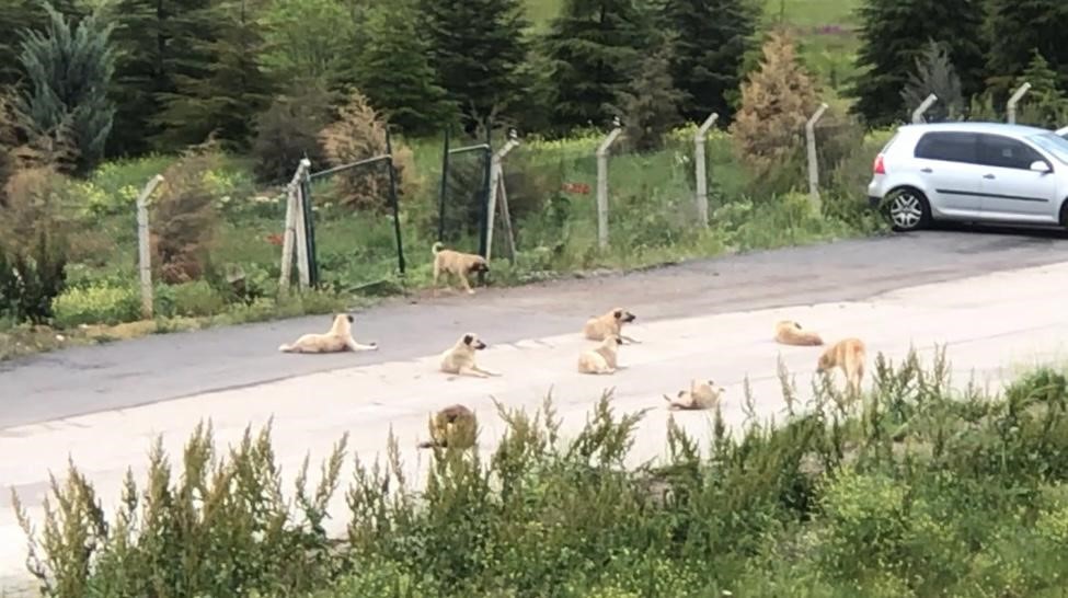 Mahkeme Kararına Rağmen Belediyeler Sokak Köpeklerini Toplamıyor 2