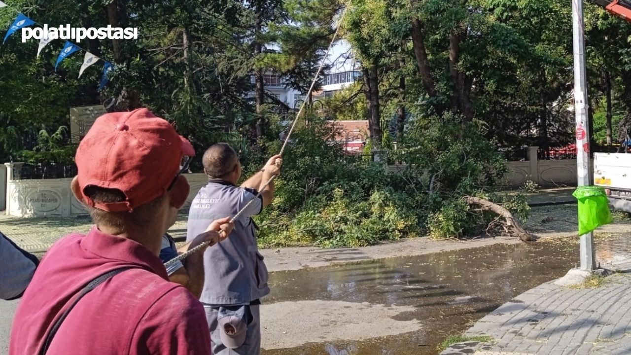 Polatlı'da Rüzgardan Ağaç Dalı Kırıldı! Budama Çalışmaları Yapıldı (2)