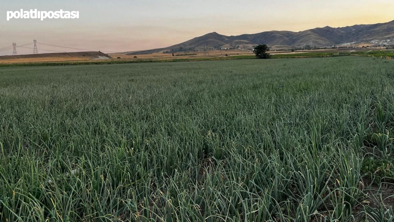 Polatlı'da Soğan Hasadına Için Geri Sayım Başladı! Çiftçiler Memnun Mu (2)