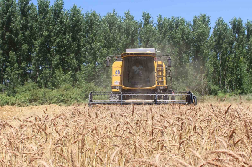 ’Taner’ Isimli Buğday Çeşidi, Çiftçilerin Yüzünü Güldürdü