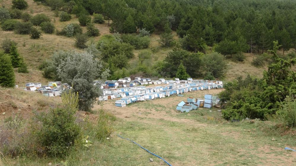 Türkiye’nin Ilk Milli Parkında Arıcılar Için Özel Bal Ormanı Oluşturuldu (1)