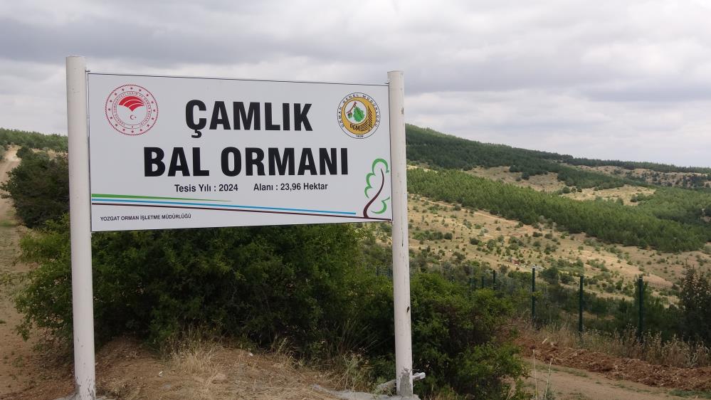 Türkiye’nin Ilk Milli Parkında Arıcılar Için Özel Bal Ormanı Oluşturuldu (2)