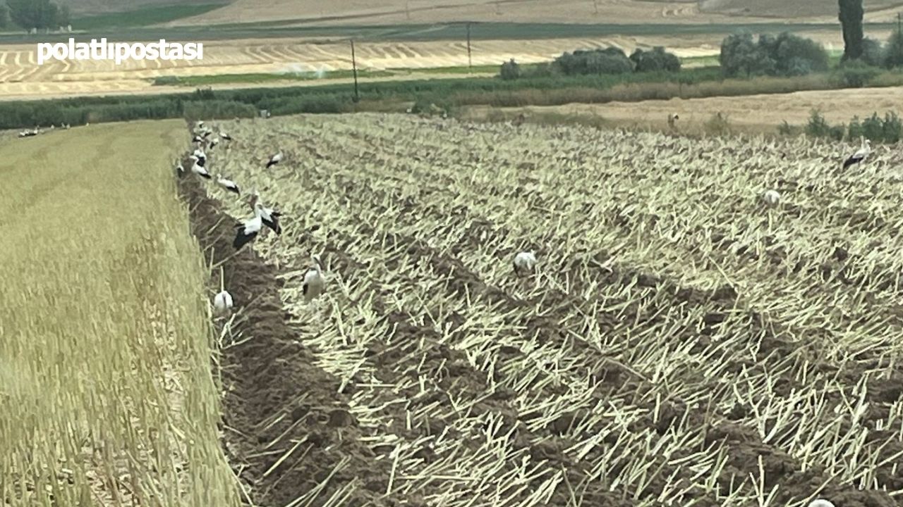 Türkiye'ye Gelen Leylekler Hasat Döneminde Tarlalara Akın Etti (2)