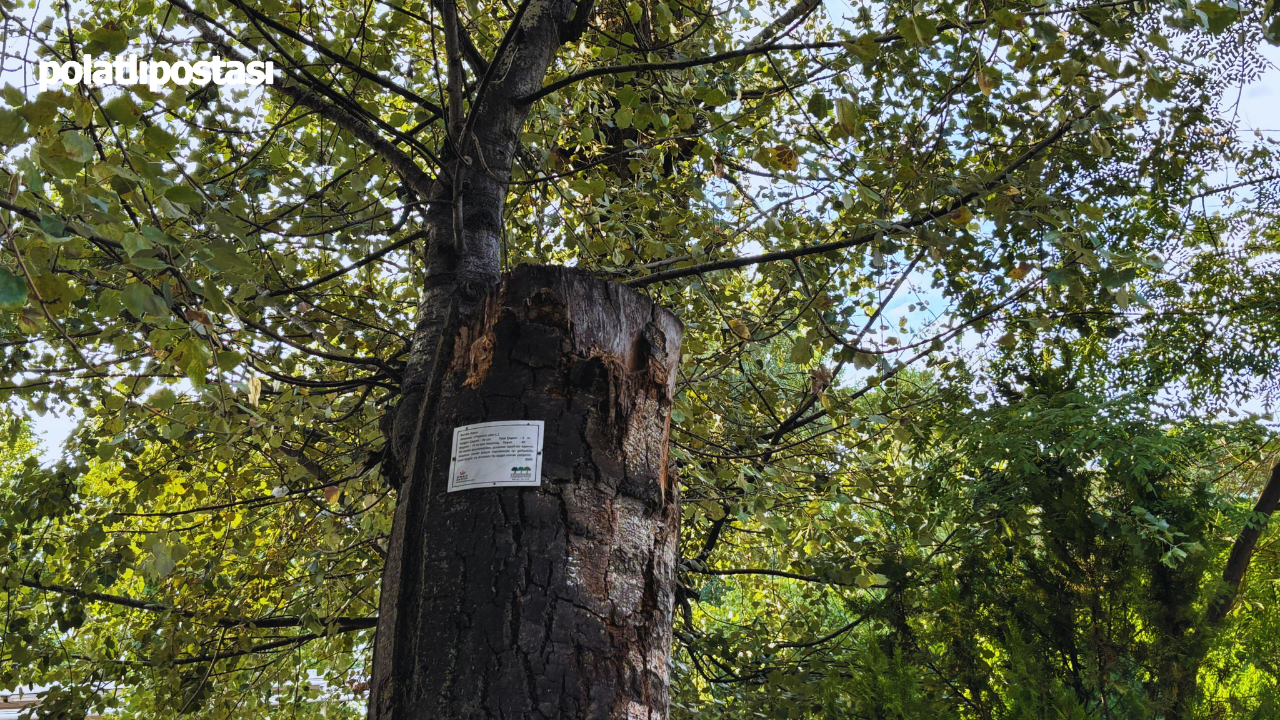 Kuğulu Park'ta Yanlış Budamanın Izleri Hâlâ Silinmedi (4)