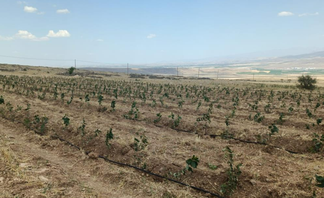 Tıbbi Aromatik Bitki Yetiştiriciliği Demonstrasyon Projesi Hayata Geçiyor (1)