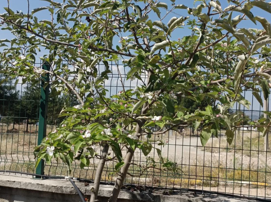 Dalları Meyve Dolu Elma Ağacı Hasat Zamanı Çiçek Açtı (1)