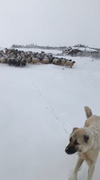 Artvin’de Erken Kar Yağışı Sürü Sahiplerini Vurdu! (1)