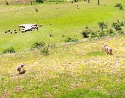 Koyun Sürüsü Kurt Saldırısından Dron Sayesinde Kurtuldu (1)