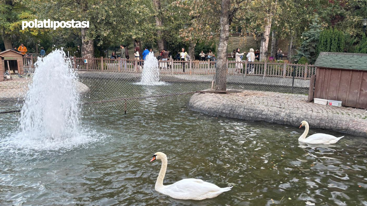 Kuğulu Park’ın Bebek Kuğularına Saat Sınırlaması (1)