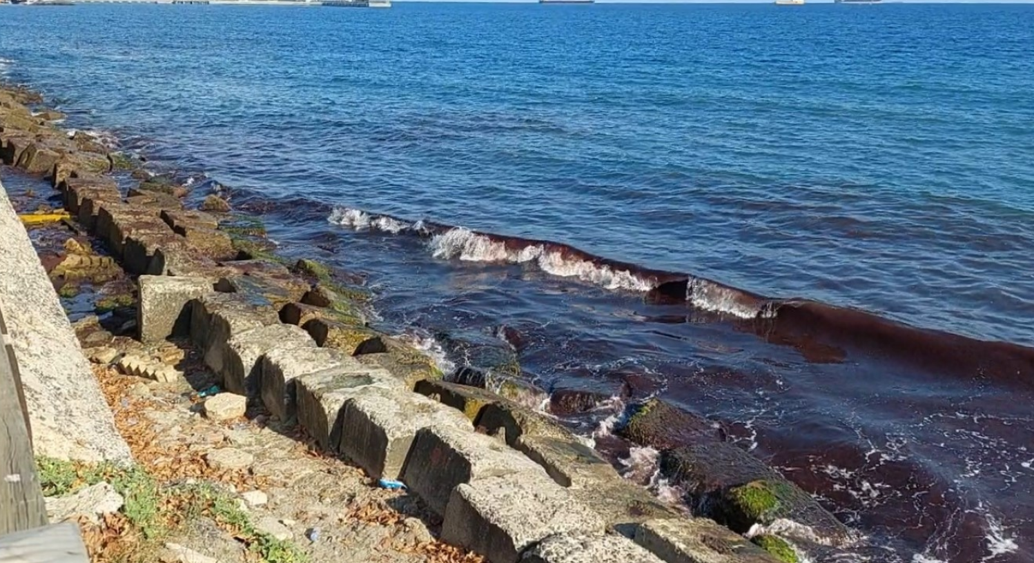 Marmara Denizi Tekirdağ Kıyıları Kızıl Yosunlarla Kaplandı (1)