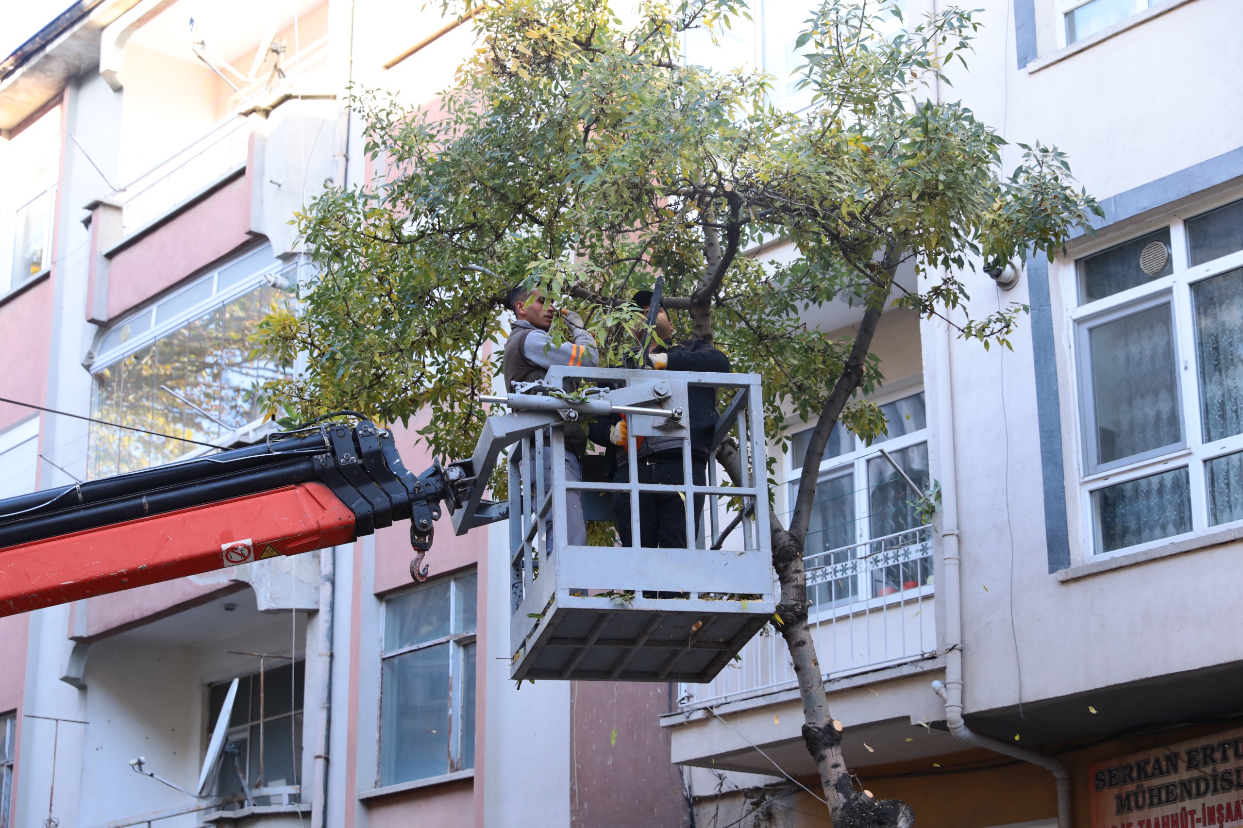 Polatlı’da Ağaç Gençleştirme Ve Budama Çalışmaları Tüm Hızıyla Devam Ediyor (2)